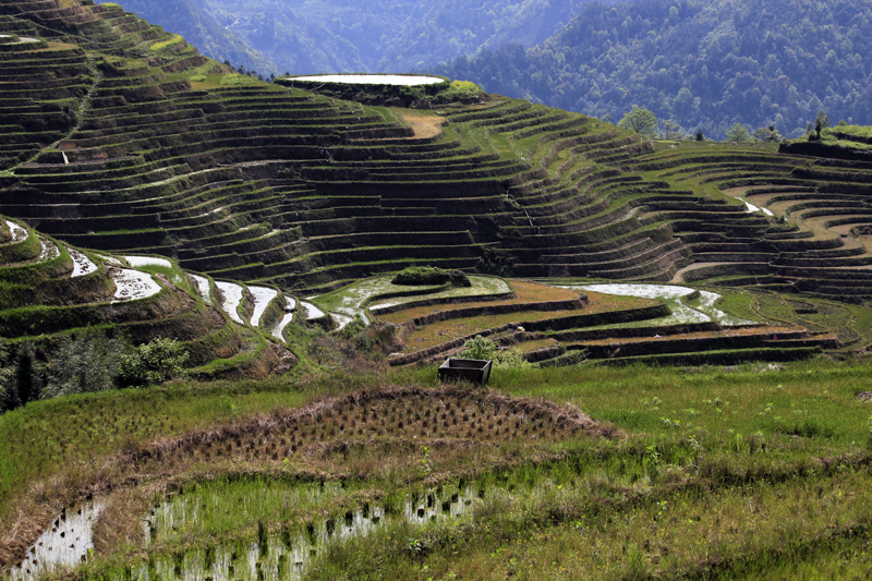 2017-04-12_102454 china-2017.jpg - Longsheng - Pingan - Reisterassen